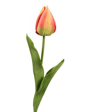 Tulipan pomarańczowy gałązka
