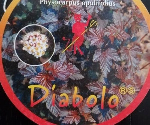 Pęcherznica Diabolo idealna na żywopłot i soliter