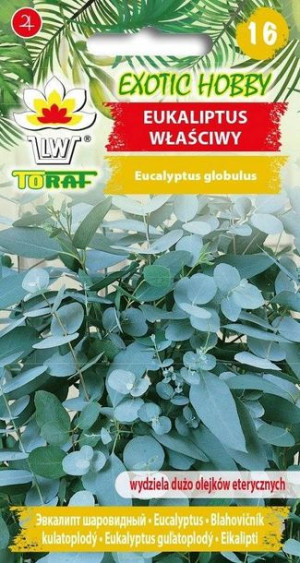 Eukaliptus właściwy drzewko zimozielone 10 sztuk Toraf