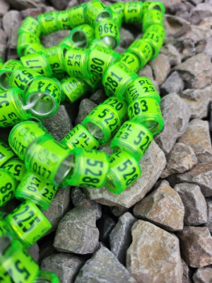 Obrączki 8mm DV niemieckie 10 sztuk