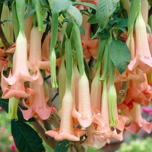 Brugmansja datura różowa Pink P9
