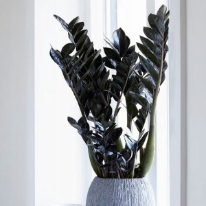 Zamioculcas Raven Czarny Zamiokulkas Niespotykany