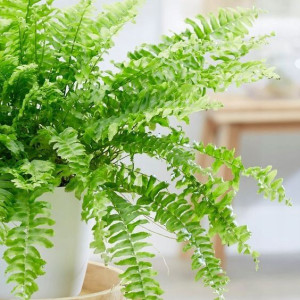 Nephrolepis Exaltata Wyniosły Paproć Las w Słoiku