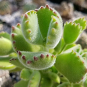Cotyledon Ladismithiensis Łapa Niedzwiedzia