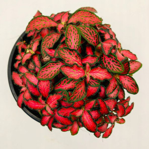 Fittonia Czerwona Red Las w Słoiku