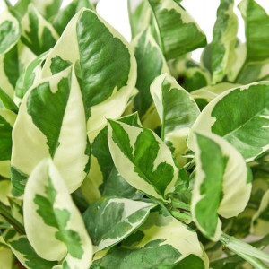 Epipremnum Aureum 'N'joy'