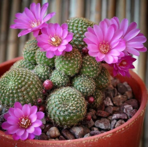 Rebutia Perplexa Piękny Kaktus Efektowne Kwiaty