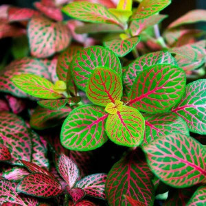 Fittonia Fortissimo Bubble Red Las w Słoiku