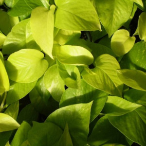 Epipremnum 'Golden Pothos' Neonowe Liście Pnącze