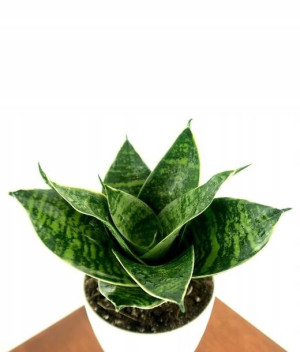 Sansewieria Sansevieria Gwinejska Green Hahnii