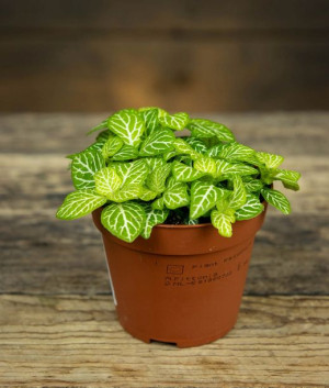 Fittonia Mosaic Lemon Las w Słoiku Limonkowa