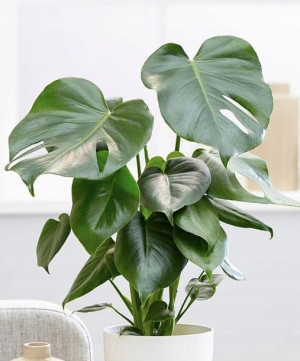 Piękna Duża Monstera Deliciosa Dziurawa