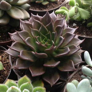 Echeveria Black Prince Eszeveria Czarne Liście
