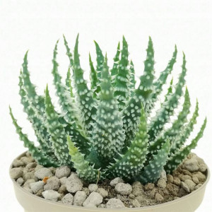 Aloe Humilis Niski Aloes Kolczasta Rozeta