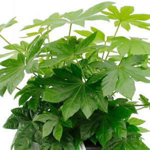 Fatsia Japonica Fatsja Japońska Zjawiskowa Duża