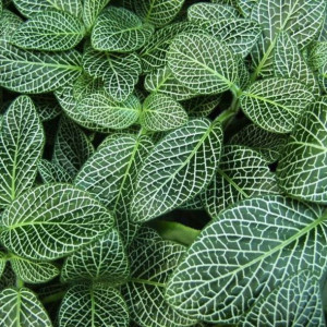 Fittonia Zielona Las w Słoiku Piękne Liście