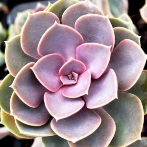 Echeveria Perle von Nurnberg Kamienna Róża