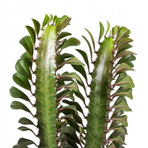 Euphorbia Trigona Wilczomlecz Trójżebrowy