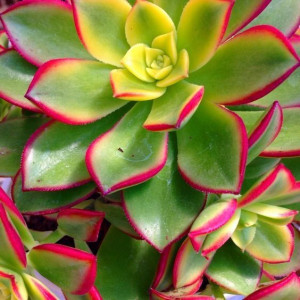 Aeonium Kiwi Eonium Rzadki Kolorowy Sukulent