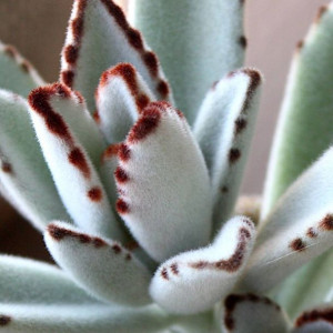 Kalanchoe Tomentosa Żyworódka Omszona Zjawiskowa