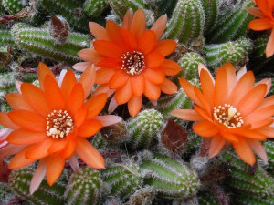 Chamaecereus Silvestrii Niespotykany Kaktus