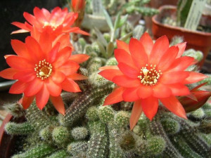Chamaecereus Silvestrii Niespotykany Kaktus