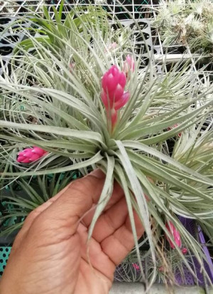 Tillandsia Cotton Candy Oplątwa Zjawiskowa