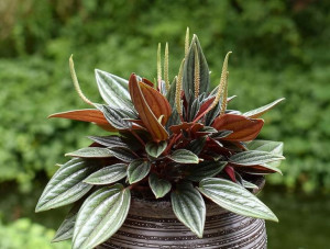 Peperomia Caperata 'Rosso' Kędzierzawa Pieprzówka