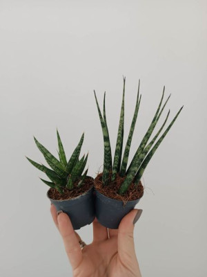 Sansevieria Roślina z Żelaza Odporne Zestaw 2 szt