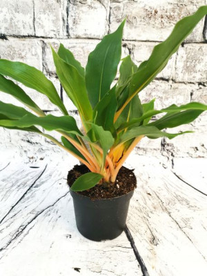 Chlorophytum Fire Flash Green Orange Zielistka