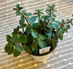 Peperomia Red Log Zielono Czerwona Zjawiskowa
