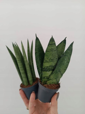 Sansevieria Roślina z Żelaza Odporne Zestaw 2 szt