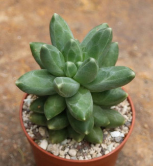 Pachyphytum Compactum Fitkai Green Uroczy Maluch