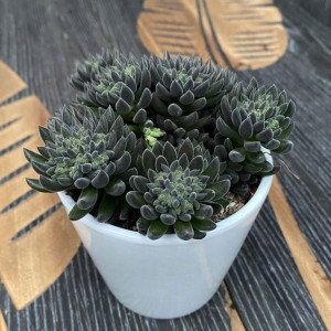 Sinocrassula Yunnanensis Sukulent Jak Jeż Kolce