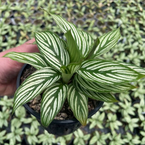 Calathea Vittata Piękne Liście Białe Wzorki Paski