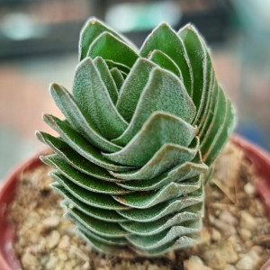 Crassula Buddha´s Temple Grubosz Sukulent