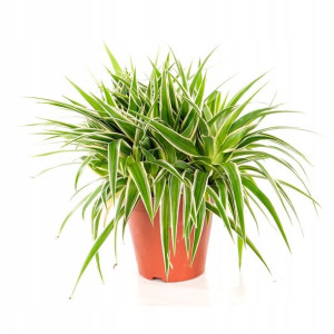 Chlorophytum Irish Zielistka Piękna Maluch