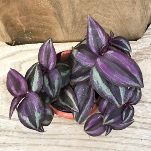 Tradescantia Purple Joy Trzykrotka Zebrina Paski