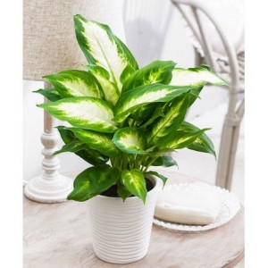Dieffenbachia Camilla Maculata Dwubarwne Liście