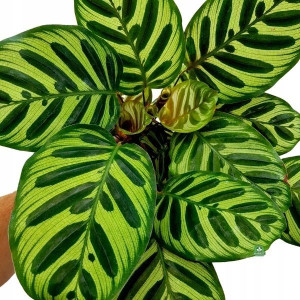 Calathea Makoya Kalathea Makoyana Jak Malowana
