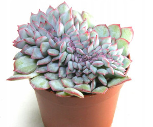 Echeveria Pink Edge Cristata Różowe Brzegi Unikat