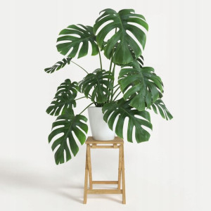Ładna Monstera Deliciosa Dziurawa Filodendron