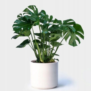 Ładna Duża Monstera Deliciosa Dziurawa Filodendron