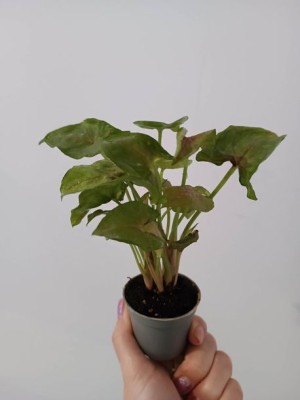 Syngonium Podophyllum Zroślicha