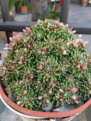 Mammillaria Painteri Niespotykany Kaktus Unikalny