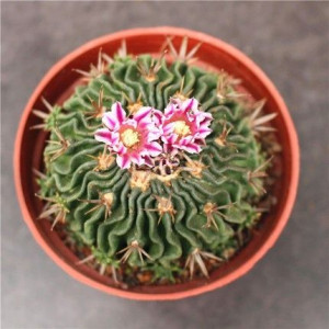 Echinofossulocactus Multicostatus Kaktus Falisty