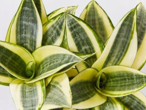 Sansewieria Sansevieria Golden Hahnii Sukulent