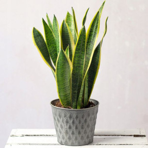 Sansewieria Futura Superba Sansevieria Wężownica