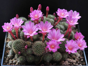 Rebutia Perplexa Zjawiskowy Różowe Kwiaty Unikat