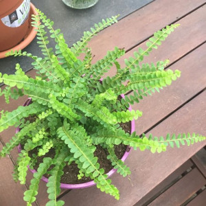 Nephrolepis Duffi Cordifolia Paprotka Paproć